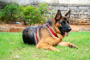 German Shepherd in Garden