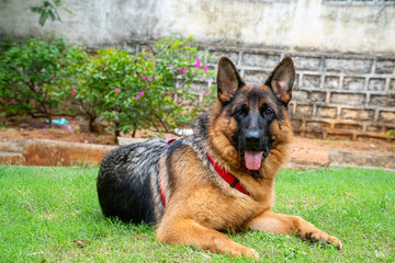 German Shepherd in Garden