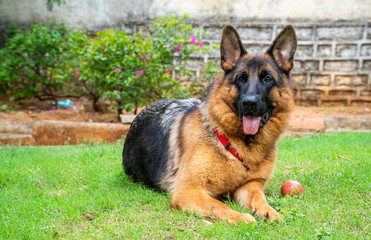 German Shepherd in Garden