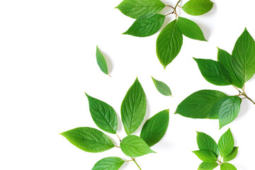 Beautiful nature background of green leaves branches with detailed texture. Greenery top view, flat lay.