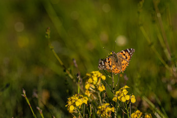 Nature