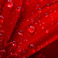 Gerbera macro rouge et gouttes d'eau