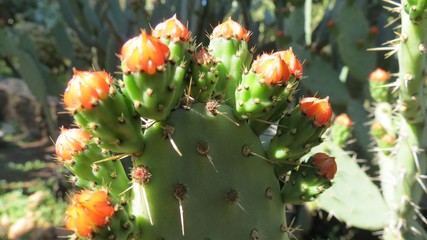 Cacto