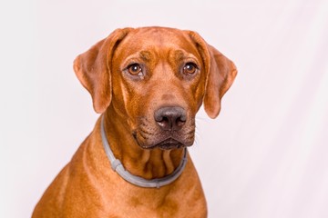 Obraz premium dog portrait