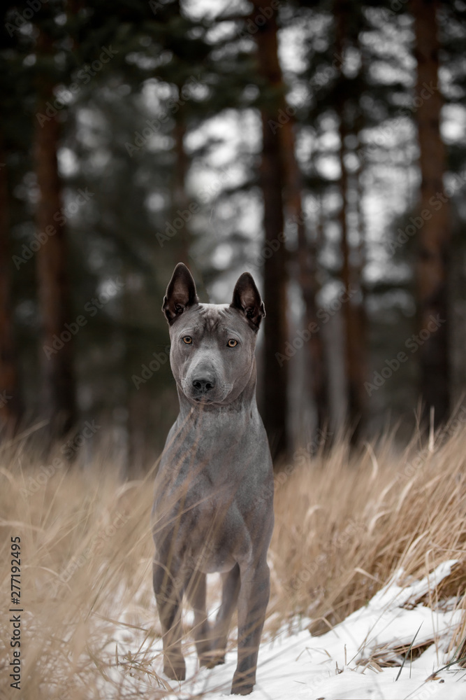 Wall mural angry grey Thai Ridgeback dog stay on snow and snow on his head