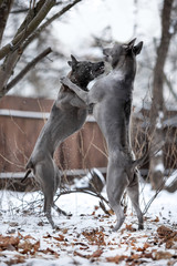 angry grey Thai Ridgeback dog fight on snow