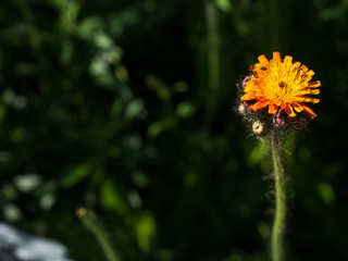 The fox and cubs wildflower (Pilosella aurantiaca) is often treated as a weed in some parts of the world as it grows so prolifically once established