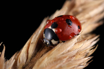 Coccinella quinquepunctata on a leaf