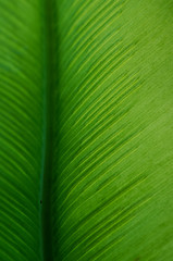 Feuille verte détails