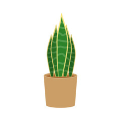 Sansevieria potted flat icon, indoor plant, flower vector illustration isolated on white background