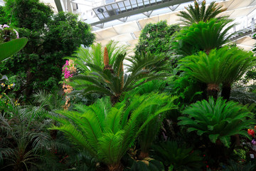 Sago Cycas leaves close-up