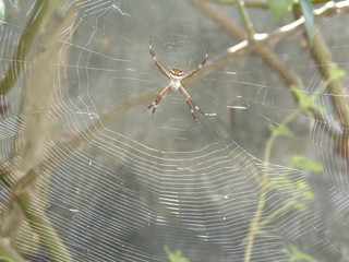spider on a web