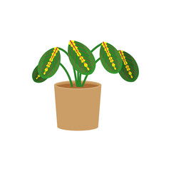Maranta potted flat icon, indoor plant, flower vector illustration isolated on white background