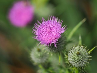 Thistle 