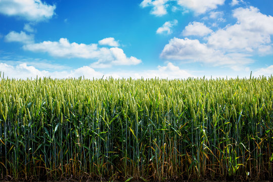 Golden wheat field against a summer blue sky with clouds.