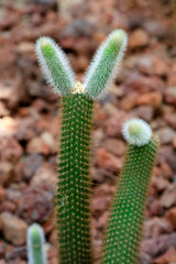 Cactus plants in the botanical garden