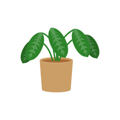 Calathea potted flat icon, indoor plant, indoor plant, flower vector illustration isolated on white background
