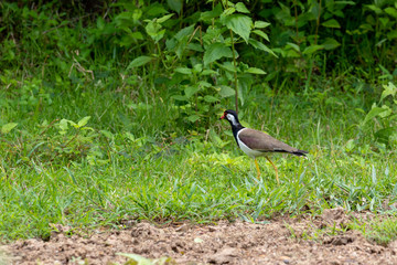 red wattled lapwing bird on the ground in THAILAND