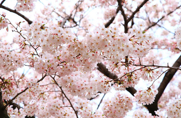 Cherry blossoms in full bloom