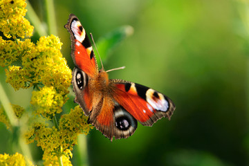European peacock butterfly on wildflower - 277194236