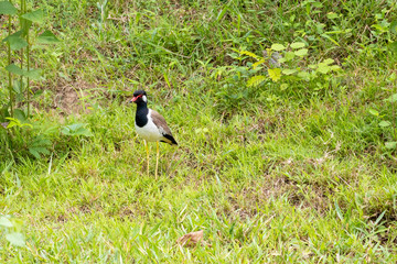 red wattled lapwing bird on the ground in THAILAND