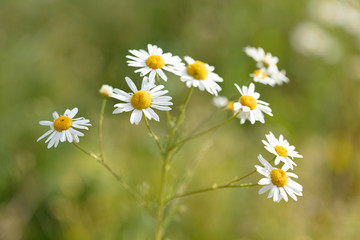 Fototapeta premium field of daisies