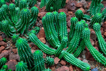 Cactus plants in the botanical garden