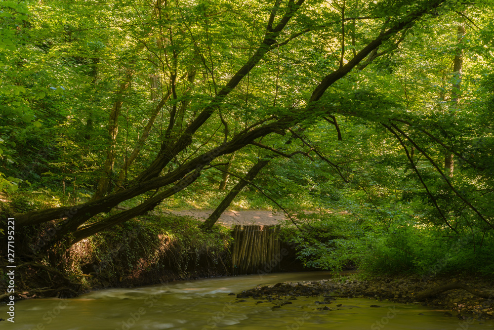 Canvas Prints flowing stream in green forest