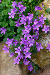 Dalmatiner Glockenblume (Campanula portenschlagiana)