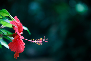 Hibiskus (Hibiscus) Eibisch, rote Blüte © Aggi Schmid