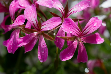 fiore geranio lilium