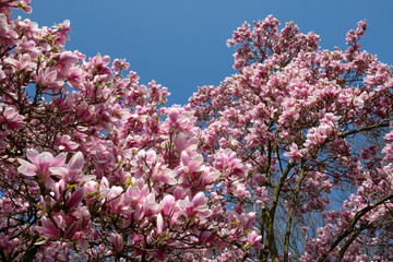 Magnolia tree in bloom