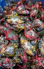 Fototapeta na wymiar Fresh crabs in seafood market. arthropod phylum. armature and claw concept. Fresh sea crab that are bound and prepare to sell in fresh market. Fresh Crabs tie with rope. sea food. In the Thai market.