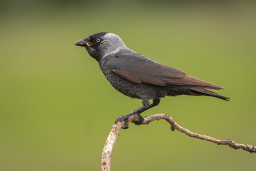 Eurasian Jackdaw perched on branch