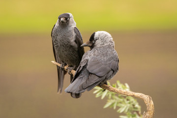 Eurasian Jackdaw couple perched on a branch