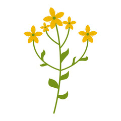 Tutsan flower flat icon, wild flowers, plant vector illustration isolated on white background