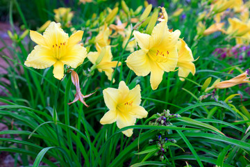 Lily in the botanical garden