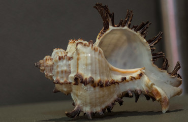 ancient shell 2