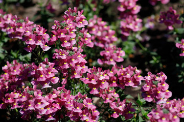 Close-up of the medicinal plant sage or Salvia garden variety of beautiful pink with a yellow middle