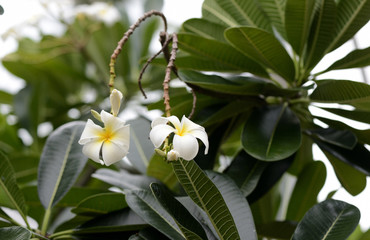 Obraz premium Beautiful white plumeria flowers in a tropical garden on a cloudy day