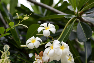 Obraz na płótnie Canvas Beautiful white plumeria flowers in a tropical garden on a cloudy day