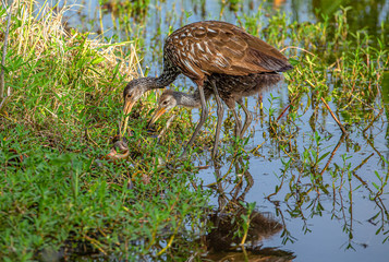 Limpkin Mother and Chick with Apple Snail