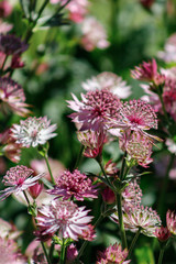 Pink flowers are Astrantia major cultivar ROMA