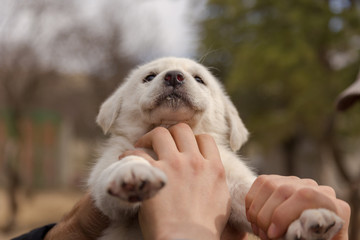 love of dogs and animals