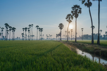 Dong Tan and a beautiful green rice plant, Thailand.