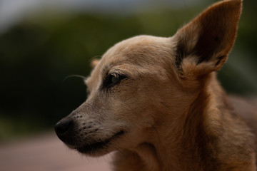 Chien prend la pose mignon