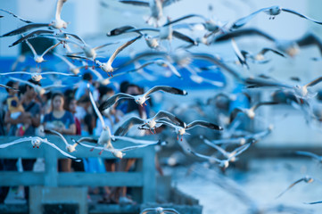 A group of tourists feeds Seagulls on a port.