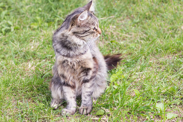Naklejka na ściany i meble beautiful fluffy grey cat sitting on the grass in the garden