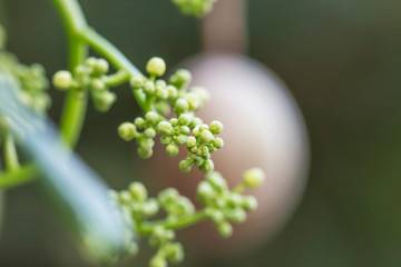Focus on small flowers olive.