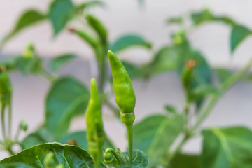 Green peppers in the garden.
